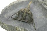 Spiny Psychopyge Trilobite - Top Quality Specimen #363026-5
